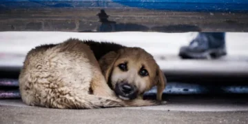 2025 წელს, სტერილიზაცია/კასტრაცია 11 514 მიუსაფარ ძაღლსა და კატას ჩაუტარდა, ევთანაზია 145 ცხოველის შემთხვევაში გამოიყენეს, ხოლო ბუნებრივი სიკვდილით 2050 ცხოველი მოკვდა